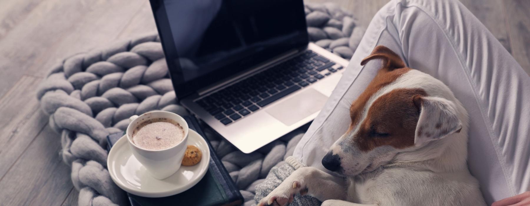 a dog lying on owner's lap next to a laptop and a cup of coffee